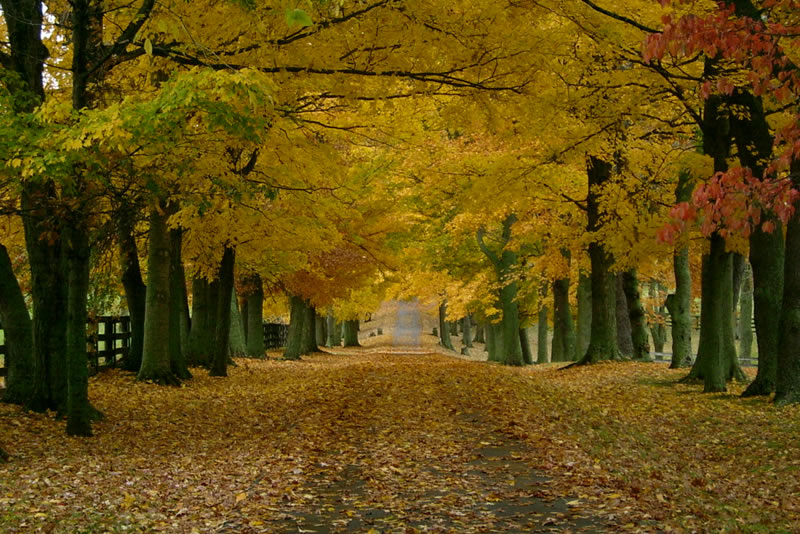 11 Reasons Why Lexington In Fall Is Heaven On Earth